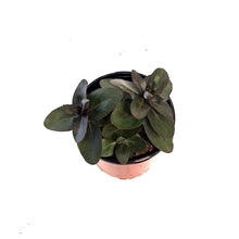 Load image into Gallery viewer, Sedum, 1 gal, Mojave Jewels Sapphire
