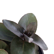 Load image into Gallery viewer, Sedum, 1 gal, Mojave Jewels Sapphire
