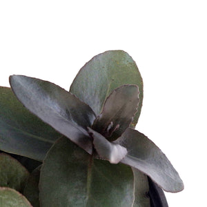Sedum, 1 gal, Mojave Jewels Sapphire