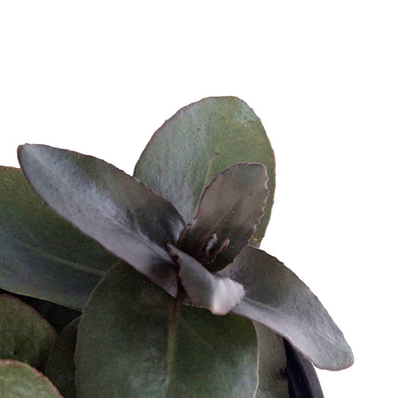 Sedum, 1 gal, Mojave Jewels Sapphire
