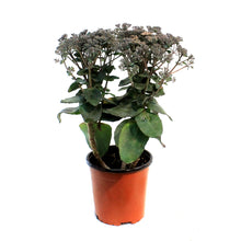 Load image into Gallery viewer, Sedum, 1 gal, Mojave Jewels Sapphire
