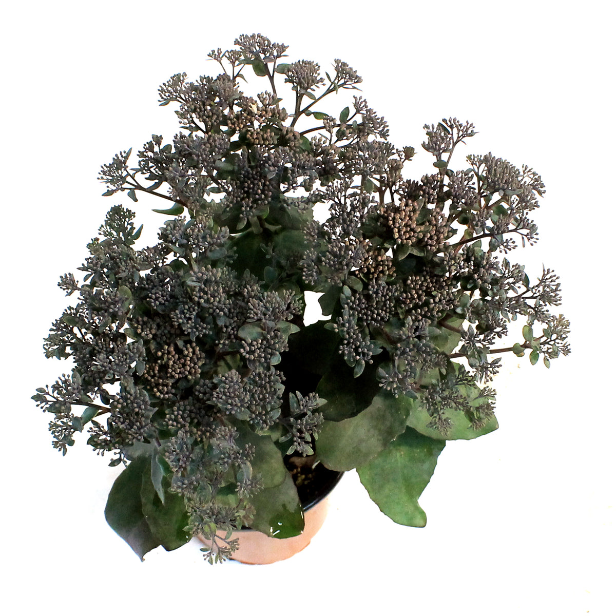 Sedum, 1 gal, Mojave Jewels Sapphire