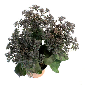 Sedum, 1 gal, Mojave Jewels Sapphire