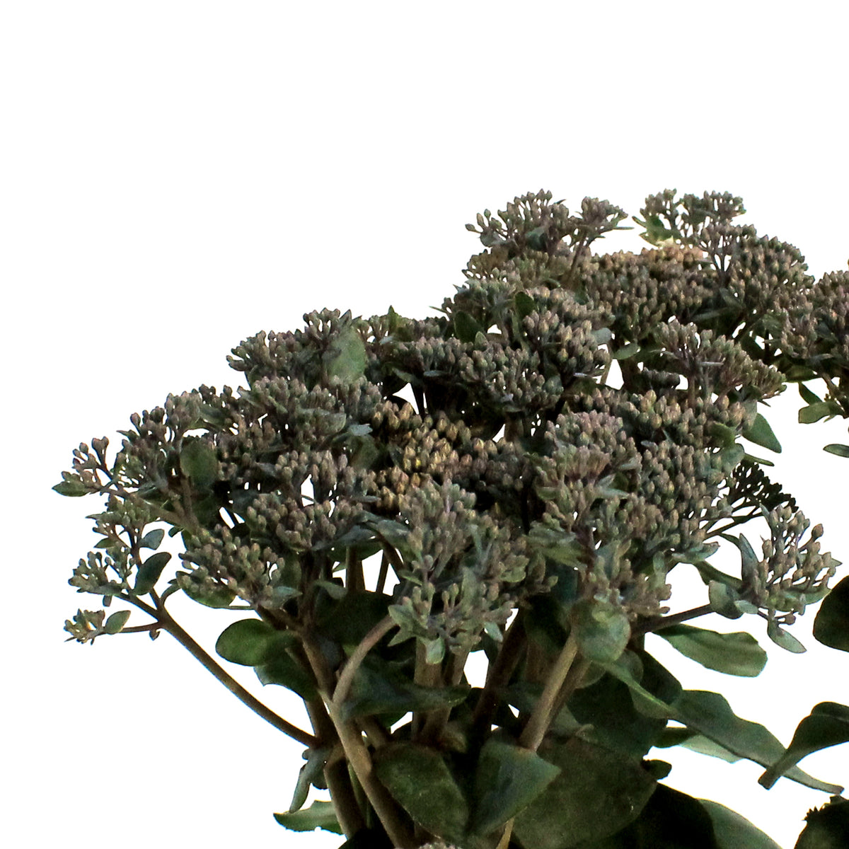 Sedum, 1 gal, Mojave Jewels Sapphire