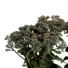 Load image into Gallery viewer, Sedum, 1 gal, Mojave Jewels Sapphire
