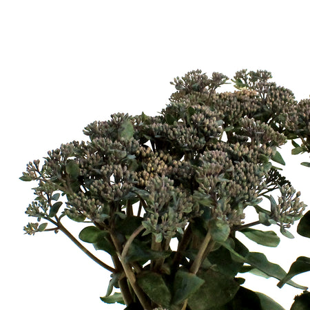 Sedum, 1 gal, Mojave Jewels Sapphire