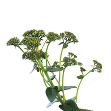 Load image into Gallery viewer, Sedum, 1 gal, Upright Banana Split
