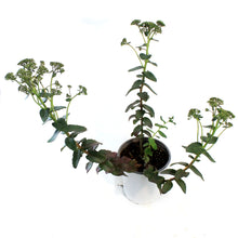 Load image into Gallery viewer, Sedum, 1 gal, Upright Banana Split
