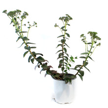Load image into Gallery viewer, Sedum, 1 gal, Upright Banana Split
