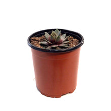Load image into Gallery viewer, Sempervivum, 1 gal, Lavender Ice
