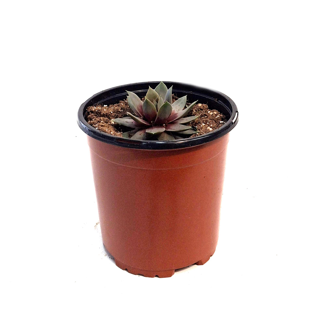 Sempervivum, 1 gal, Lavender Ice
