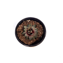 Load image into Gallery viewer, Sempervivum, 1 gal, Lavender Ice
