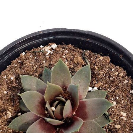 Sempervivum, 1 gal, Lavender Ice
