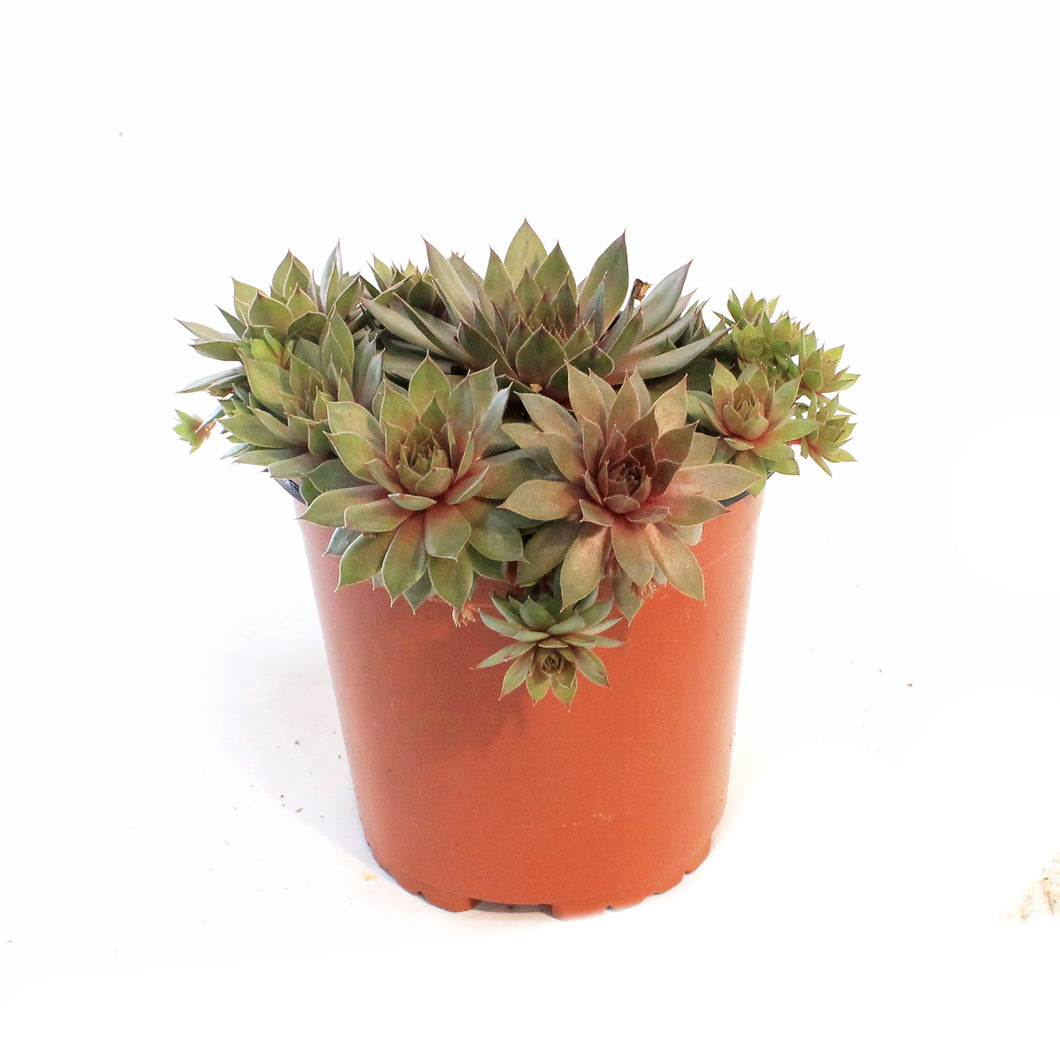 Sempervivum, 1 gal, Red Beauty