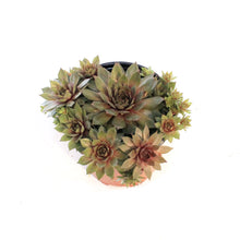Load image into Gallery viewer, Sempervivum, 1 gal, Red Beauty
