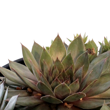 Sempervivum, 1 gal, Red Beauty