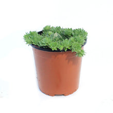 Load image into Gallery viewer, Sempervivum, 1 gal, Sunset
