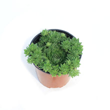 Load image into Gallery viewer, Sempervivum, 1 gal, Sunset
