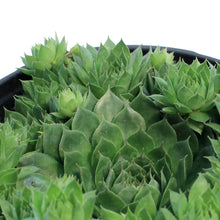 Load image into Gallery viewer, Sempervivum, 1 gal, Sunset
