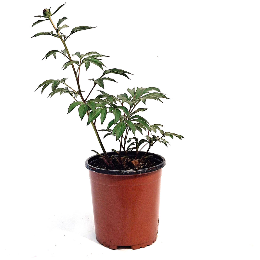 Peony, 1 gal, Do Tell