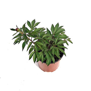 Peony, 1 gal, Do Tell
