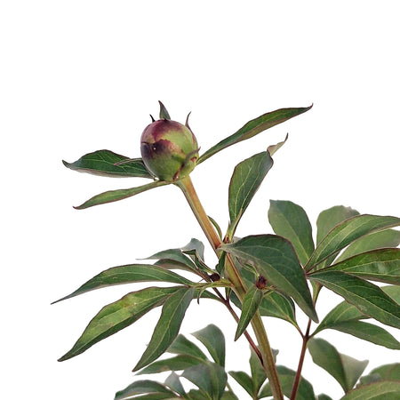 Peony, 1 gal, Do Tell