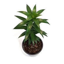 Load image into Gallery viewer, Lilium, Oriental, 1 gal, Sunny Bliss
