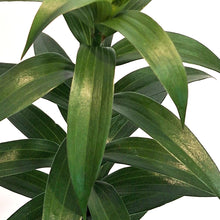 Load image into Gallery viewer, Lilium, Oriental, 1 gal, Sunny Bliss
