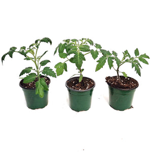 Vegetable, 4in, Potted,Tomato