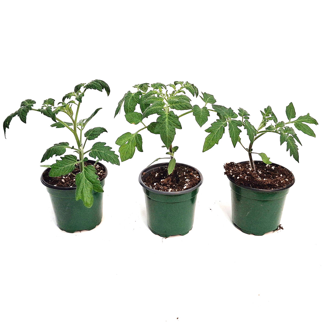 Vegetable, 4in, Potted,Tomato