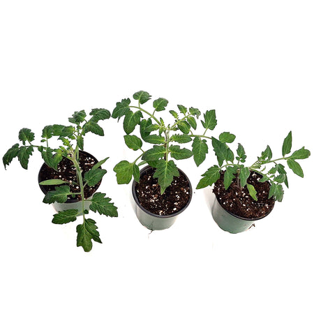Vegetable, 4in, Potted,Tomato