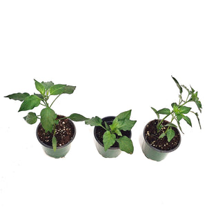 Vegetable, 4in, Potted, Peppers