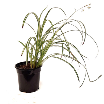 Spider Plant, 4in, Starlight