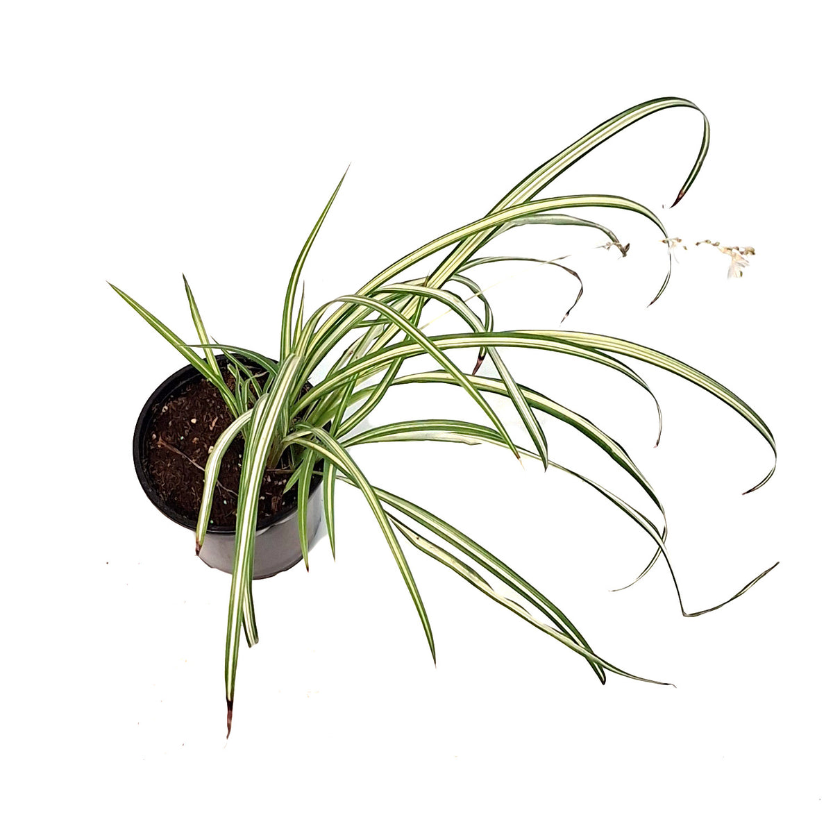 Spider Plant, 4in, Starlight