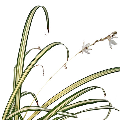 Spider Plant, 4in, Starlight