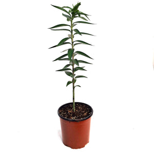 Lilium, Oriental, 1 gal, Starfighter