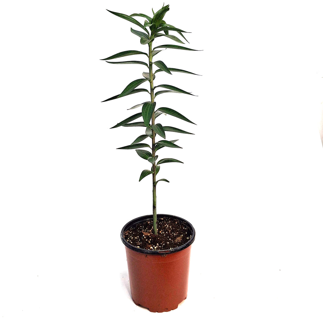 Lilium, Oriental, 1 gal, Starfighter