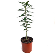 Lilium, Oriental, 1 gal, Stargazer