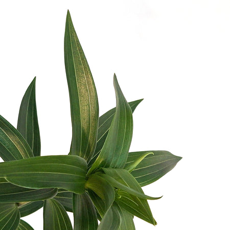 Lilium, Oriental, 1 gal, Starfighter