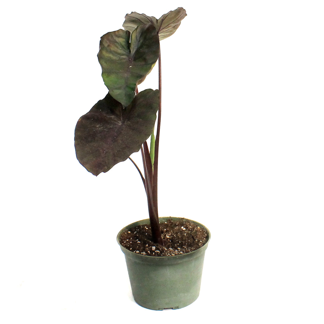 Colocasia, 6in, Redemption