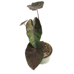Colocasia, 6in, Redemption