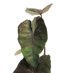 Colocasia, 6in, Redemption