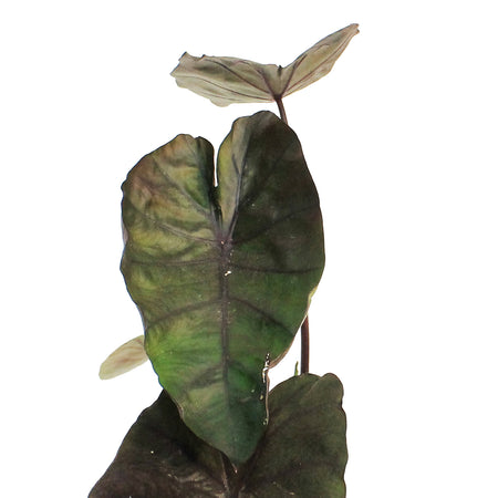 Colocasia, 6in, Redemption