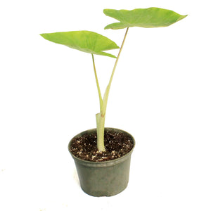 Colocasia, 6in, Maui Gold