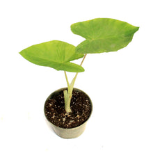 Load image into Gallery viewer, Colocasia, 6in, Maui Gold
