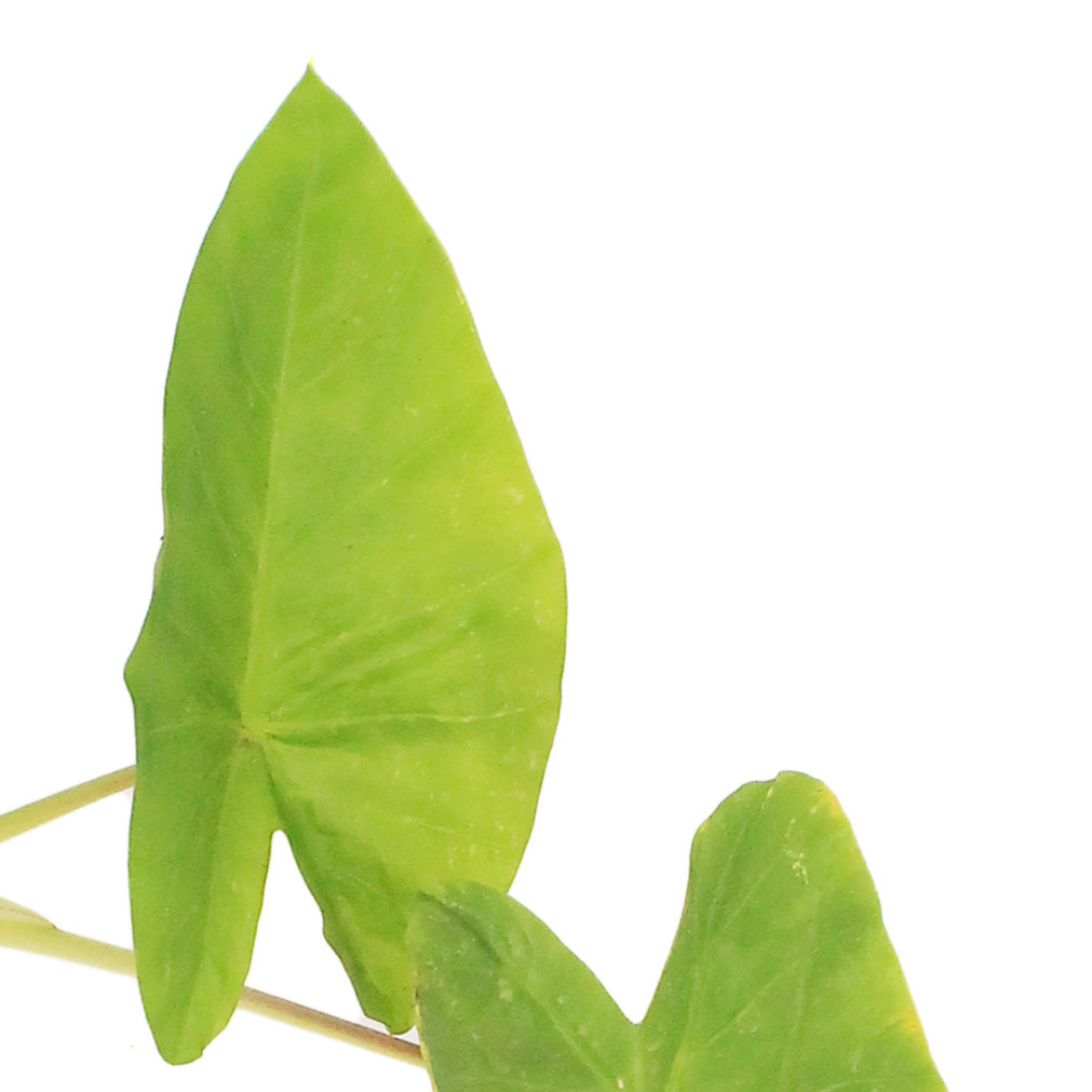 Colocasia, 6in, Maui Gold