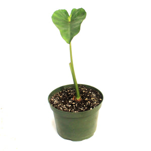 Colocasia, 6in, Maui Sunrise