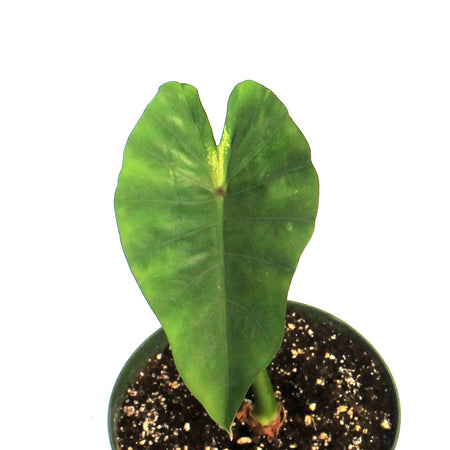 Colocasia, 6in, Maui Sunrise