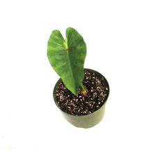 Load image into Gallery viewer, Colocasia, 6in, Maui Sunrise
