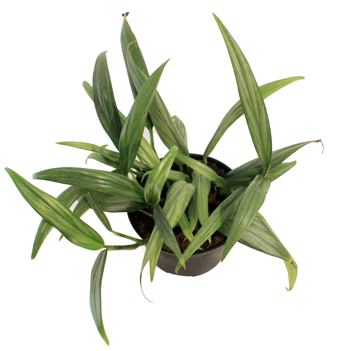 Pothos, 6in, Silver Streak